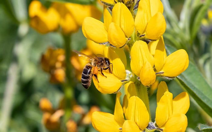 lupin and a bee