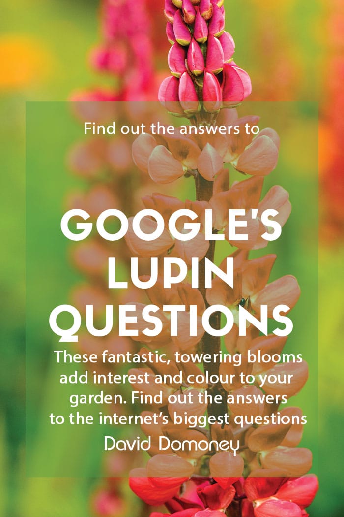 Lupin most asked questions