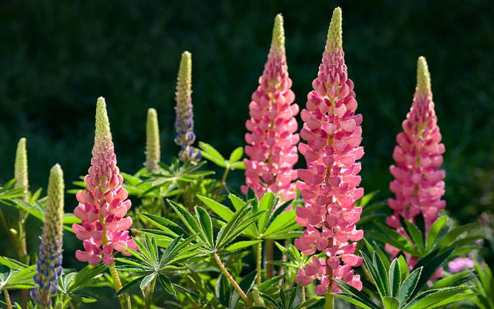 lupin with pink flowers