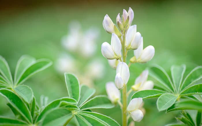 lupin with white flowers