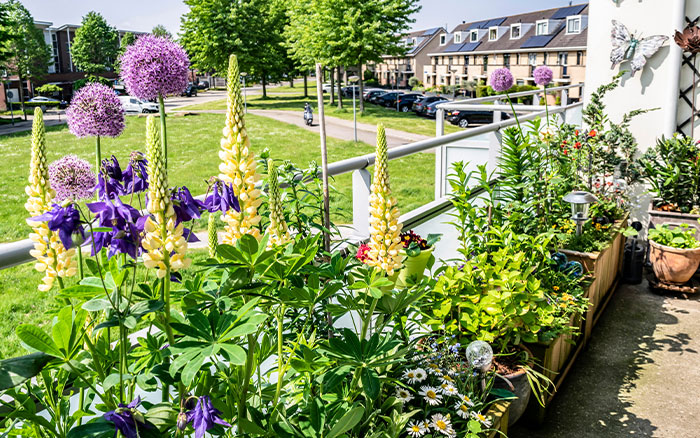 lupins growing in a container