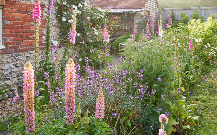 lupins growing in a border