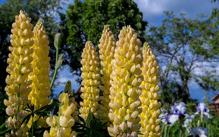 Lupin with yellow flowers