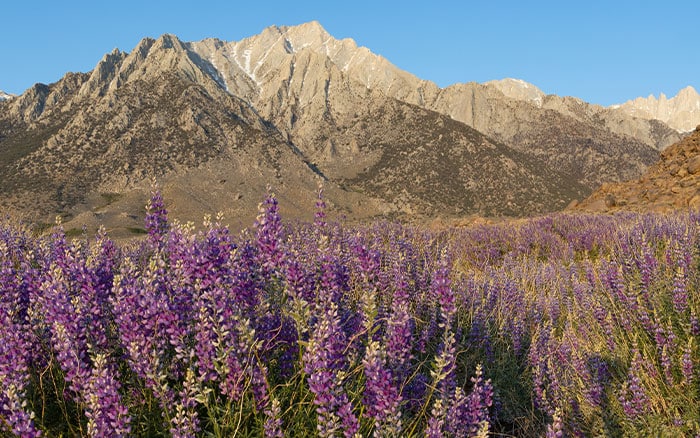 Wild lupins growing near the sierra nevada mountain range