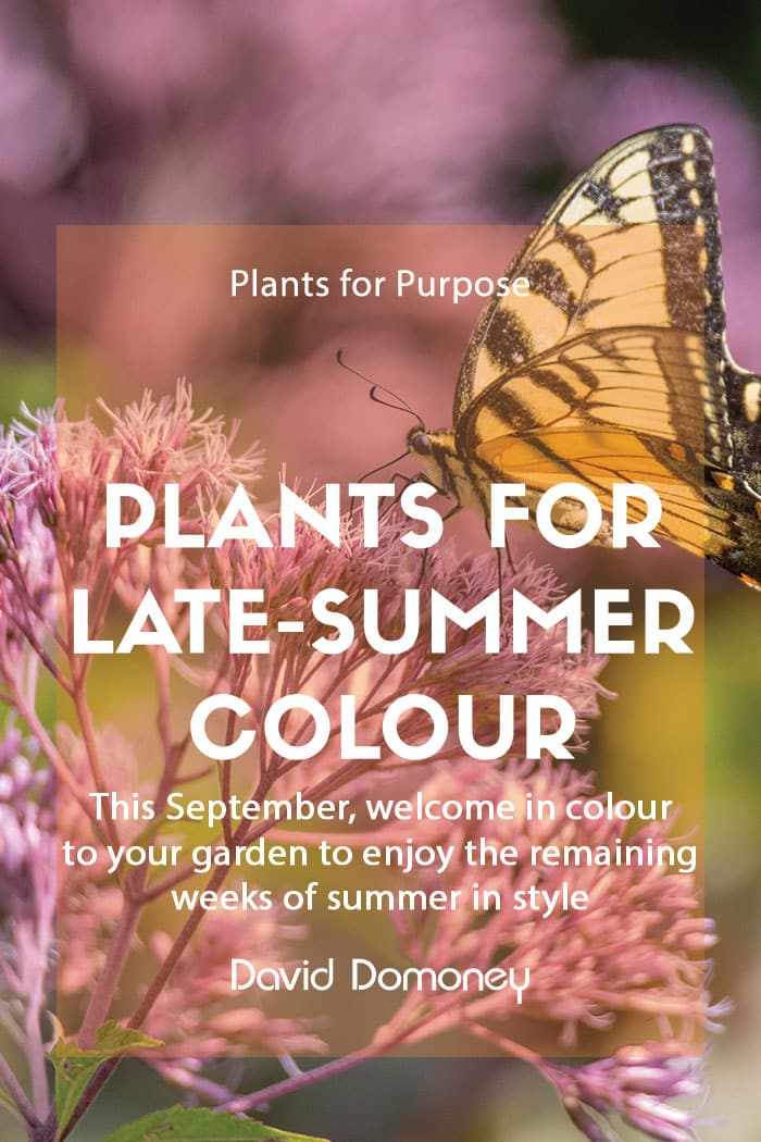 Plants for Purpose Late summer colour feature