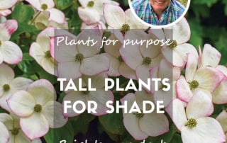 Tall plants for shady spots feature