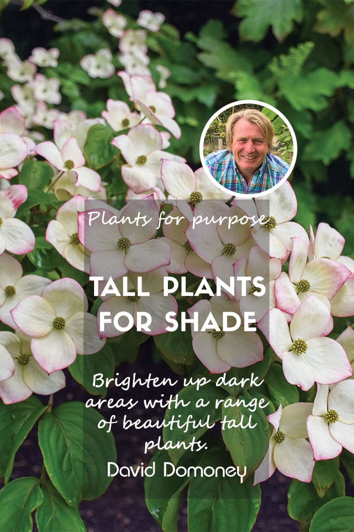 Tall plants for shady spots feature
