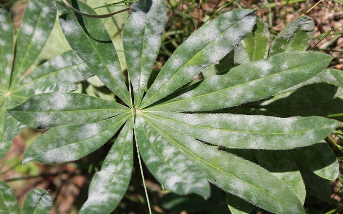 Powdery mildew on lupin leaves