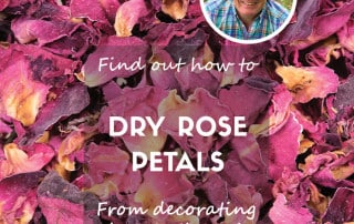 Rose Petals Feature
