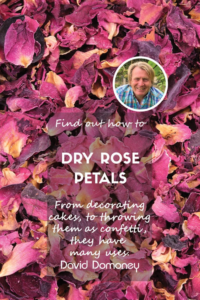 Rose Petals Feature