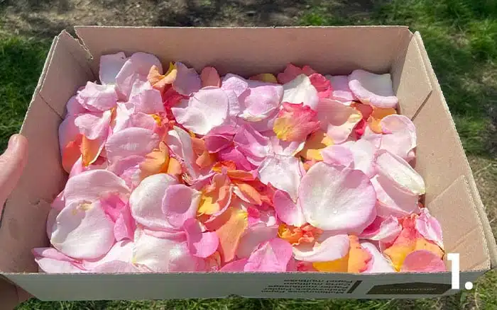 How to dry out rose petals - David Domoney
