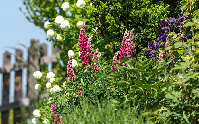 Lupinus arboreus tree lupin