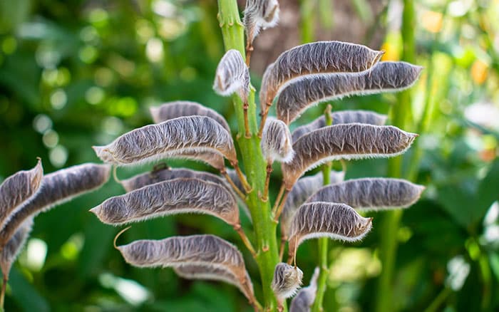 Lupin seed pods