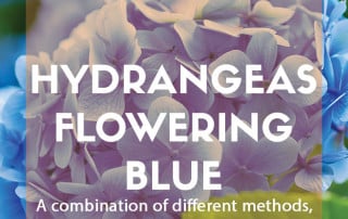 How to keep hydrangeas flowering blue feature