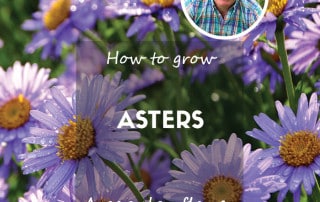 David Domoney - How to grow asters