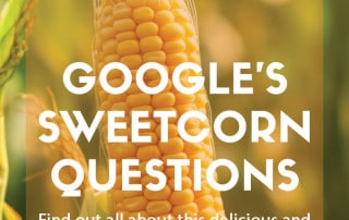 Google questions sweetcorn feature
