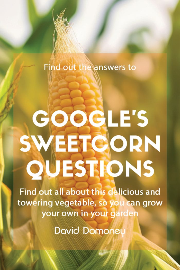 Google questions sweetcorn feature