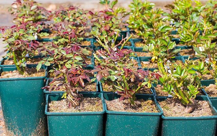 Roses grown in containers being sold in a garden centre