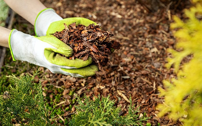 mulching