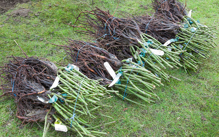 Bare root roses laid out on grass