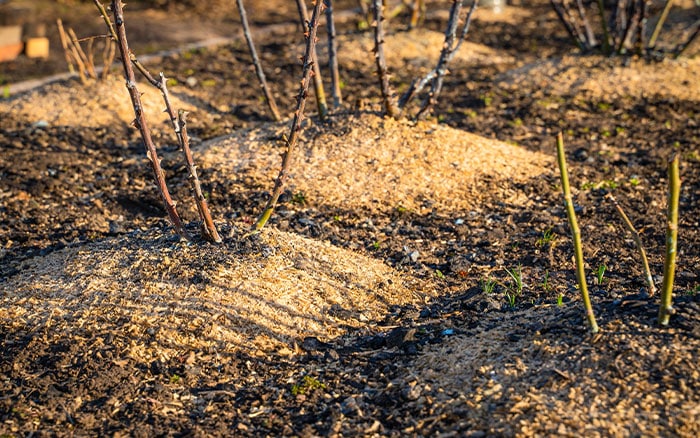 What are bare-root roses, and when do you plant them? - David Domoney
