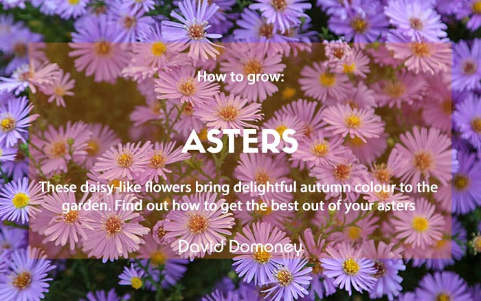 How to grow Asters newsletter feature