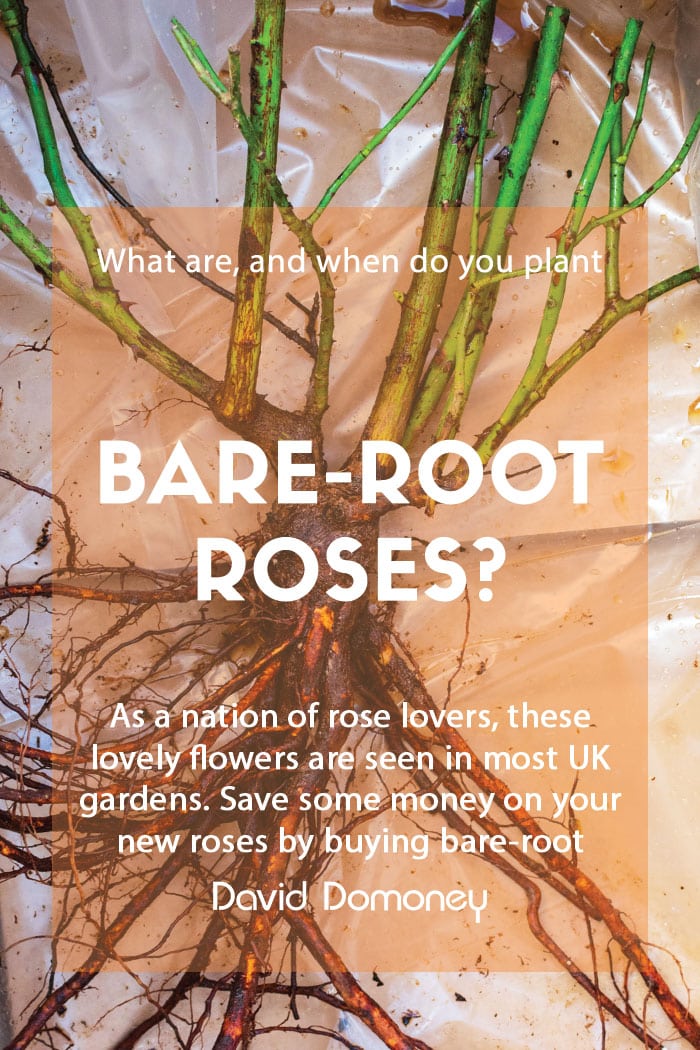 What are and when do you plant bare root roses.
