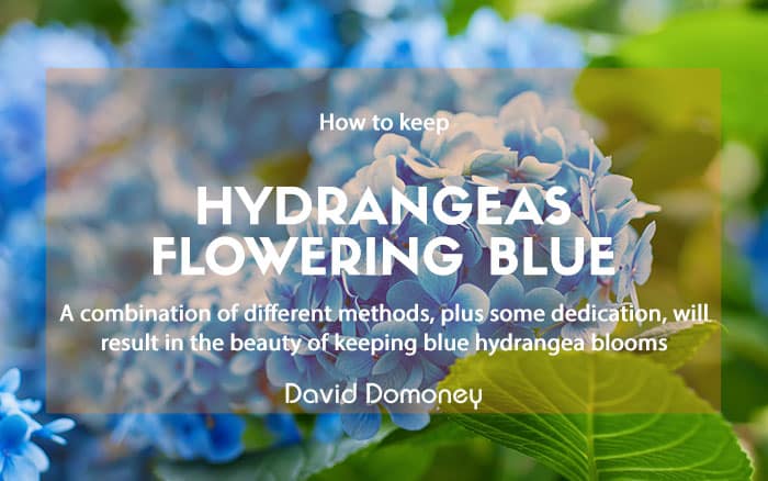 Blue hydrangeas blog newsletter feature