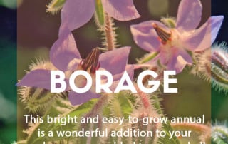 How to grow Borage feature image