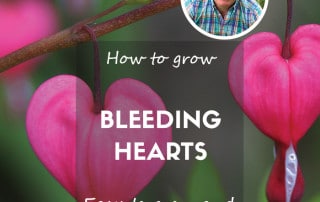 David Domoney - How to grow bleeding hearts