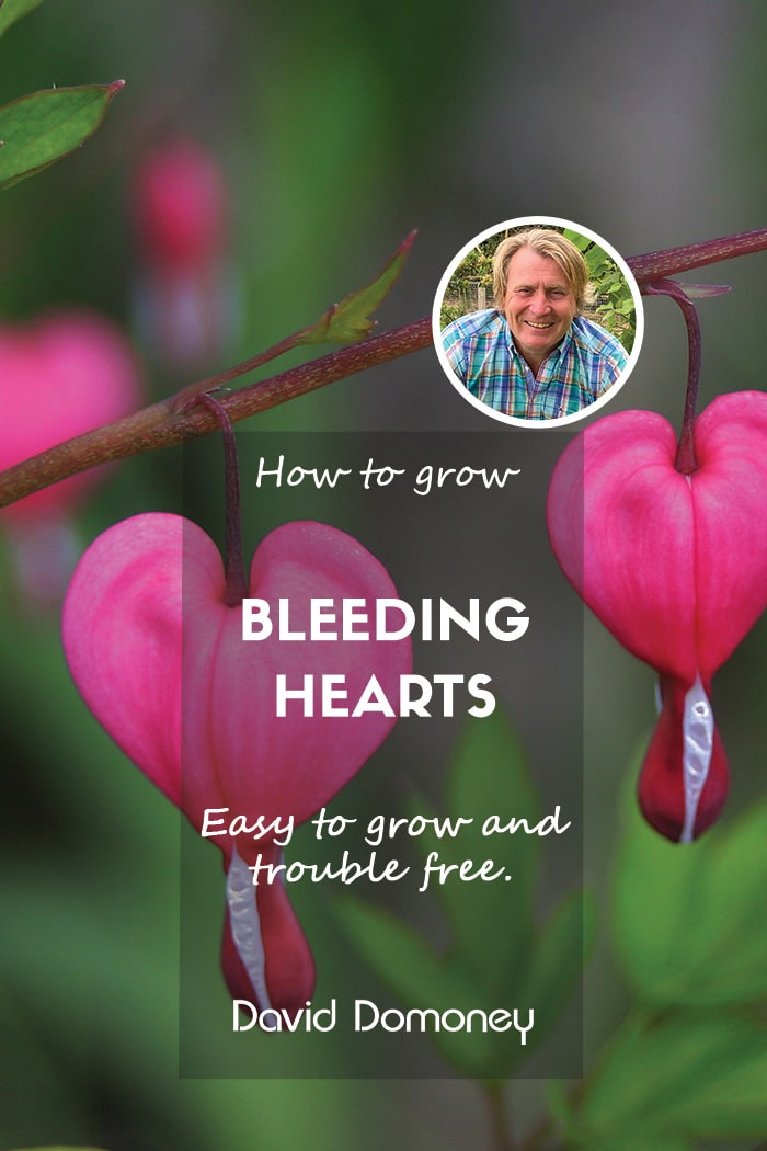 David Domoney - How to grow bleeding hearts