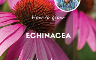 David Domoney - How to grow echinacea
