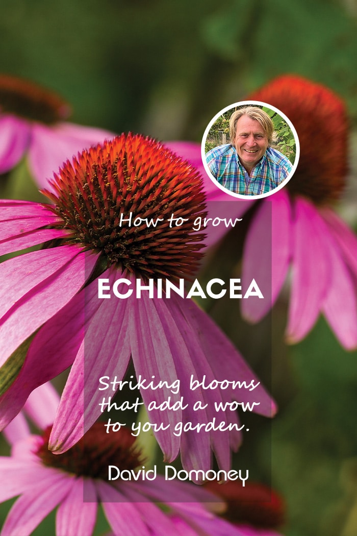 David Domoney - How to grow echinacea