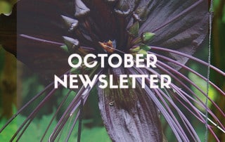October 2023 Newsletter feature