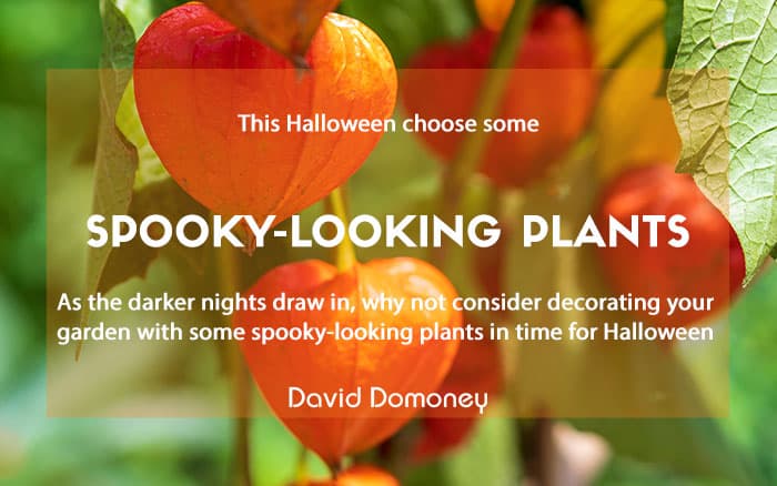 Spooky looking plants plants for purpose newsletter feature