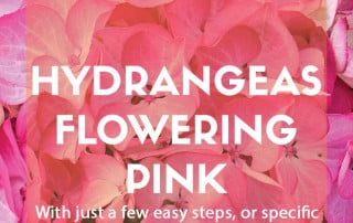 Keep hydrangeas flowering pink feature