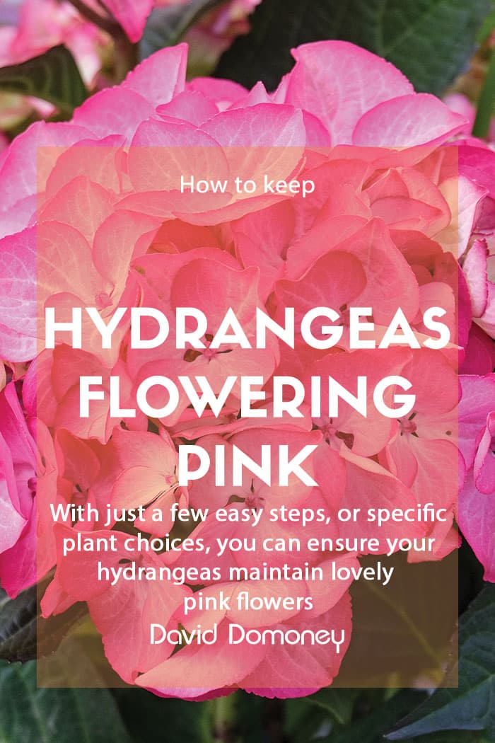 Keep hydrangeas flowering pink feature