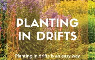 How to plant in drifts feature image