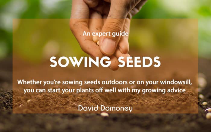 Expert growing guide how to sow seeds feature newsletter