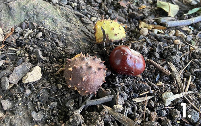 Tip one go foraging for conkers
