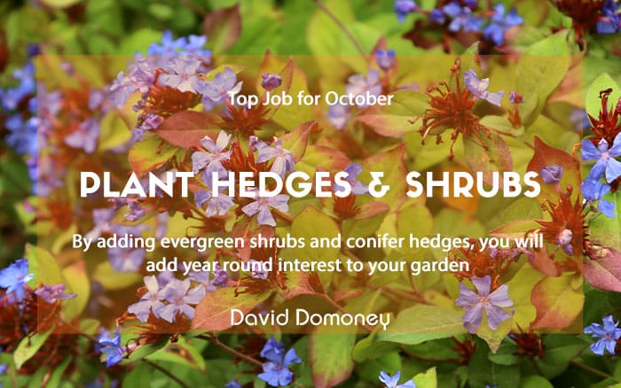 Top job October hedges and conifers newsletter feature