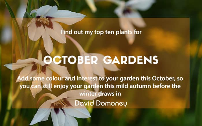 top ten plants to grow in october gardens 2023 newsletter feature