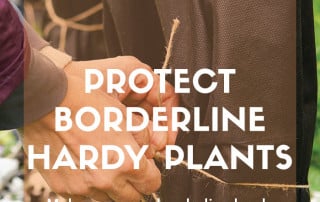 Top job borderline hardy plants feature blog