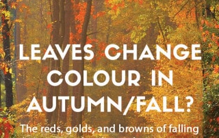 Leaves changing colour in autumn feature