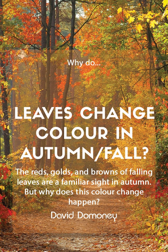 Leaves changing colour in autumn feature
