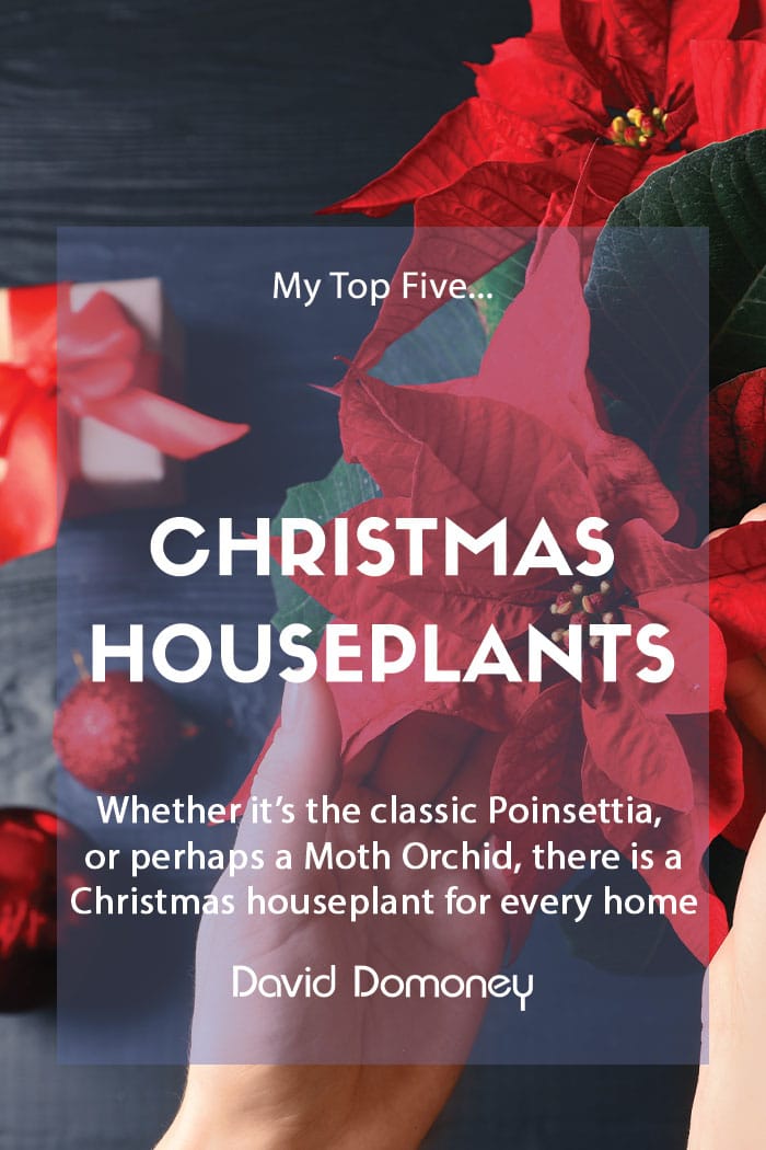 top five christmas houseplants