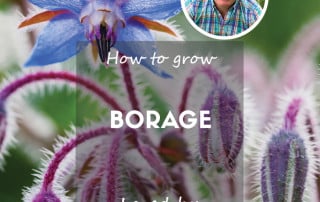 David Domoney - How to grow Borage
