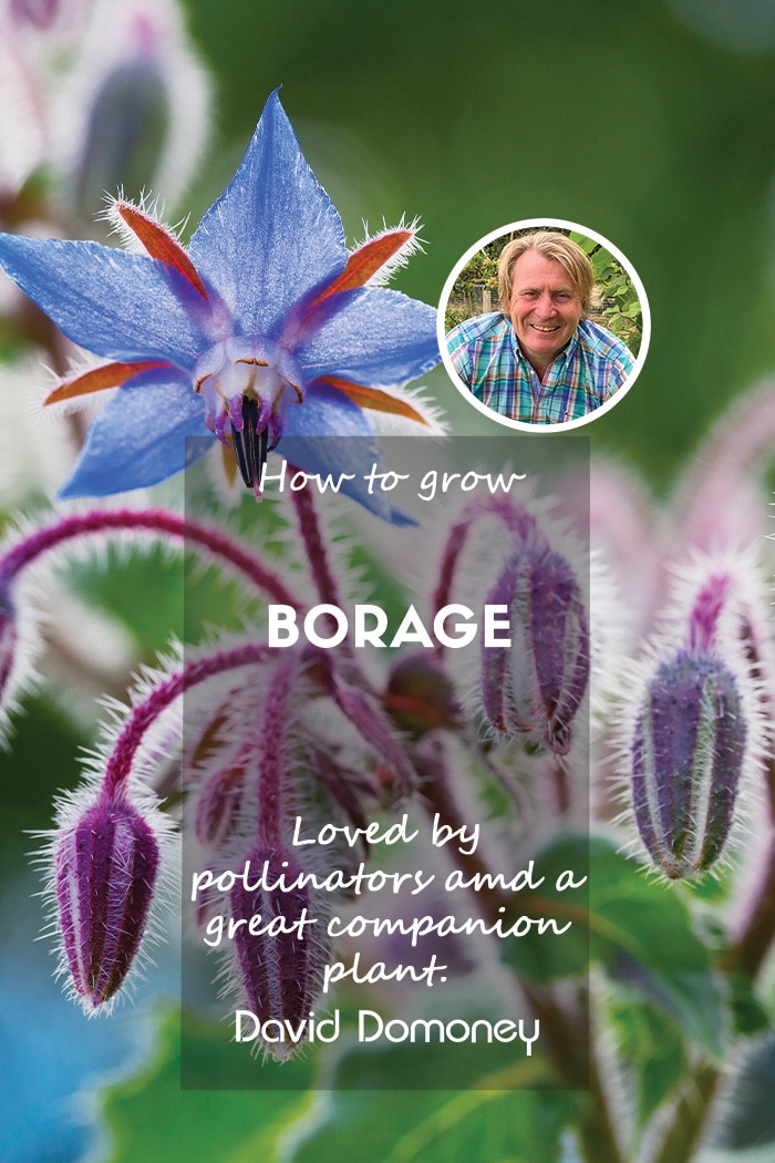 David Domoney - How to grow Borage