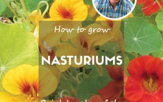 David Domoney - How to grow nasturiums