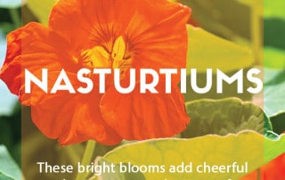How to grow Nasturtiums.